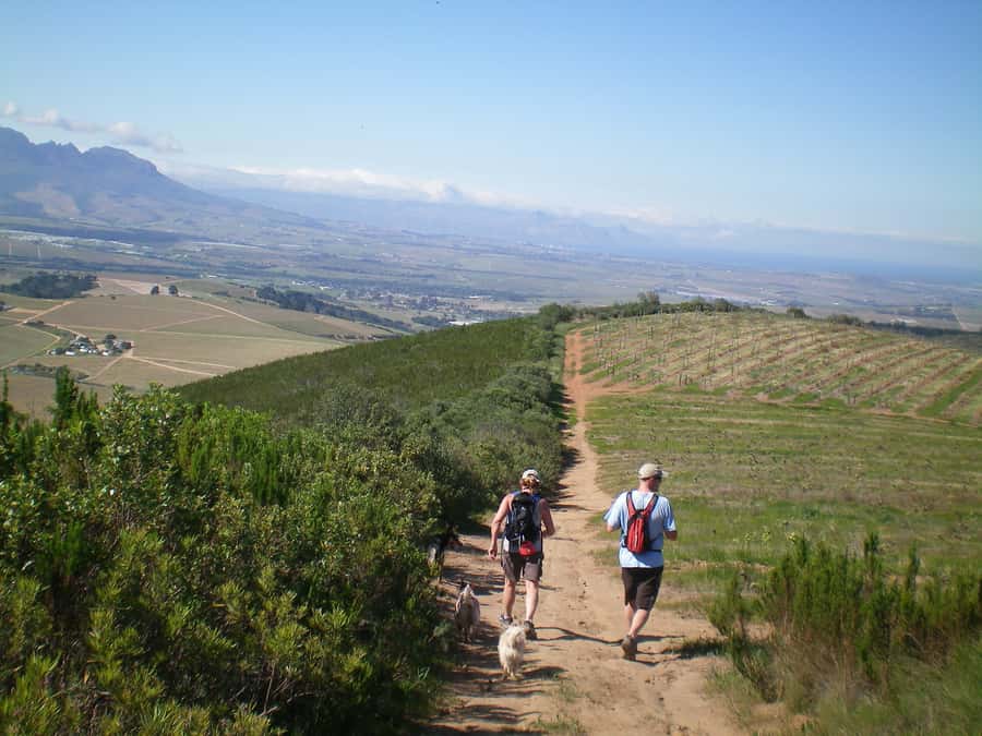 Stellenbosch: Guided Vineyard Hike and Wine Tasting - The Vineyard Walk Itself: 7 to 9 km of Grape-Growing and Estate Life