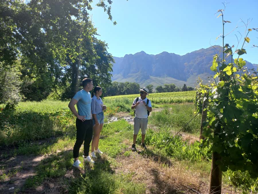 Stellenbosch: Half-Day Guided Nature Hike and Wine Tasting - Price and Value: Is $84 a Fair Deal?