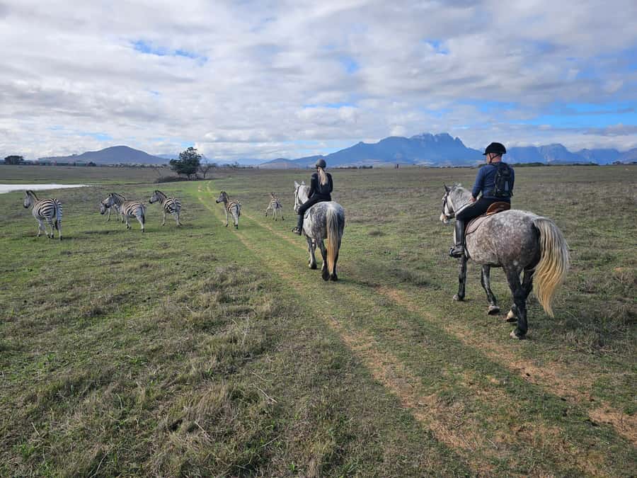 Stellenbosch: Horse Riding Wildlife Safari - Key Highlights You’ll Care About