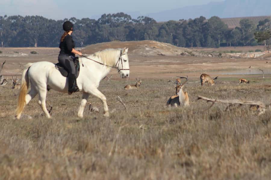 Stellenbosch: Horse Riding Wildlife Safari - A 240ha Horse Safari Just 12km From Stellenbosch