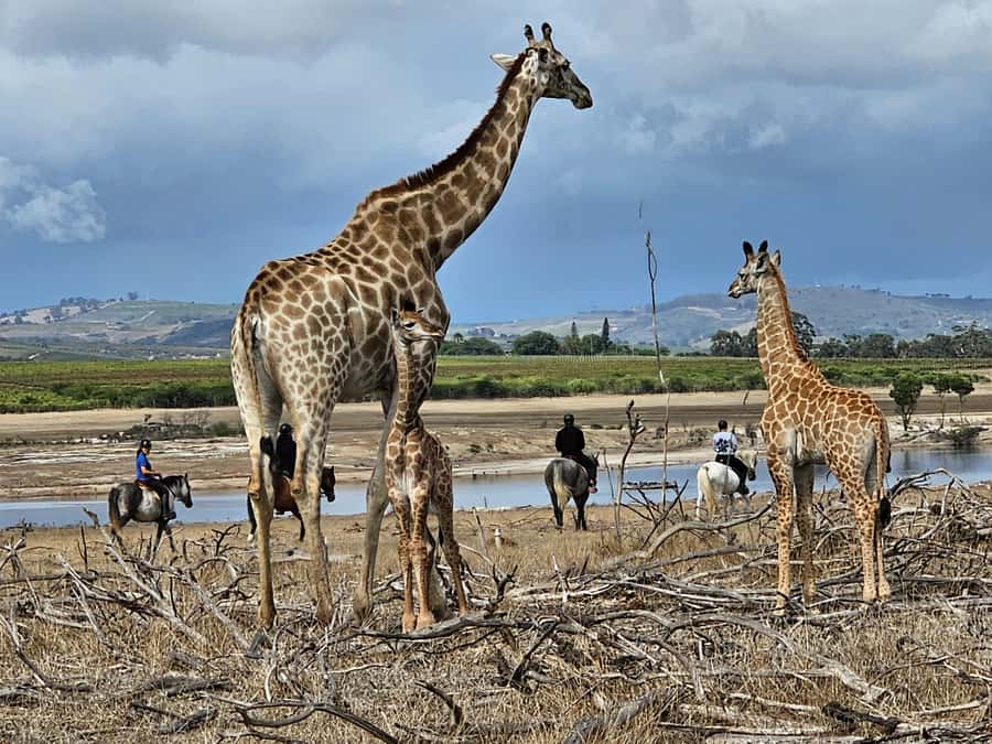 Stellenbosch: Horse Riding Wildlife Safari - Your Starting Point at Pete’s, and How the Morning Feels