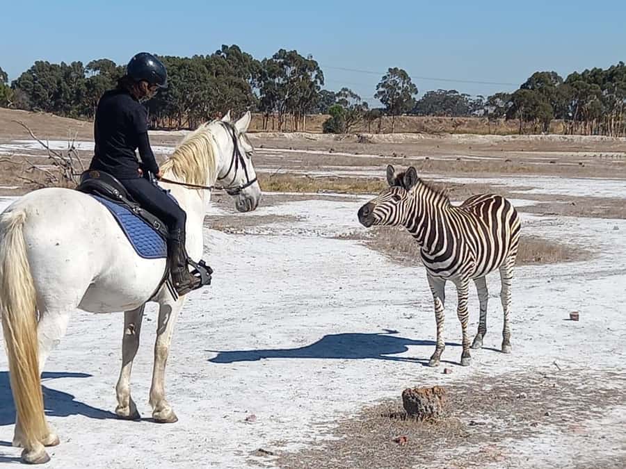 Stellenbosch: Horse Riding Wildlife Safari - Why the Horses and the Small Group Size Matter