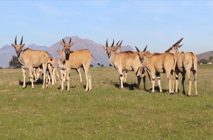 Stellenbosch: Horse Riding Wildlife Safari - Wildlife Viewing From the Saddle, Practical Tips That Help