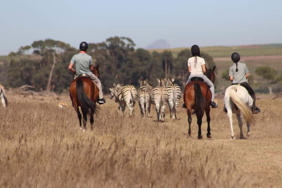 Stellenbosch: Horse Riding Wildlife Safari - What Wildlife You Can Expect in the Reserve