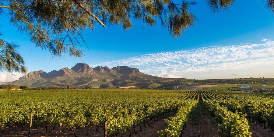Stellenbosch North Guided Wine Safari (Tastings Excluded) - Your Three Winery Stops on the Stellenbosch North Wine Route
