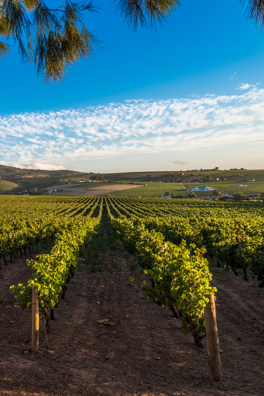 Stellenbosch North Guided Wine Safari (Tastings Excluded) - Price and Value, Why $42 Can Work (or Not)