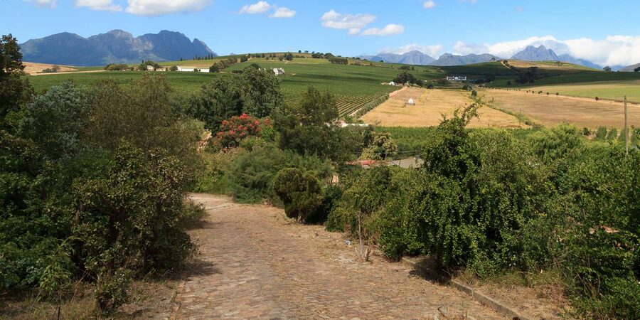 Stellenbosch North Guided Wine Safari (Tastings Excluded) - Timing, Guides, and Group Energy on an Open Safari Day