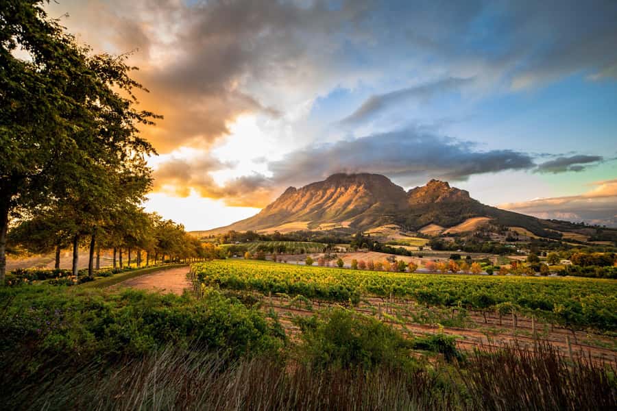 Stellenbosch North Guided Wine Safari (Tastings Included) - The Open Safari Vehicle Ride: Why It Feels Different