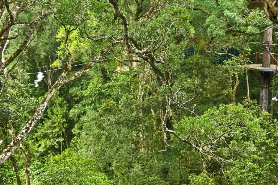 Storms River: Tsitsikamma National Park Zipline Canopy Tour - The Forest Lesson: Birdlife and Plants You Actually Notice
