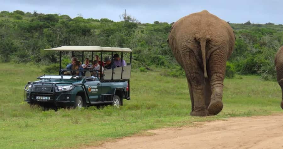 Sunrise Safari - through Addo Park to Schotia reserve - Key highlights I’d center in your planning