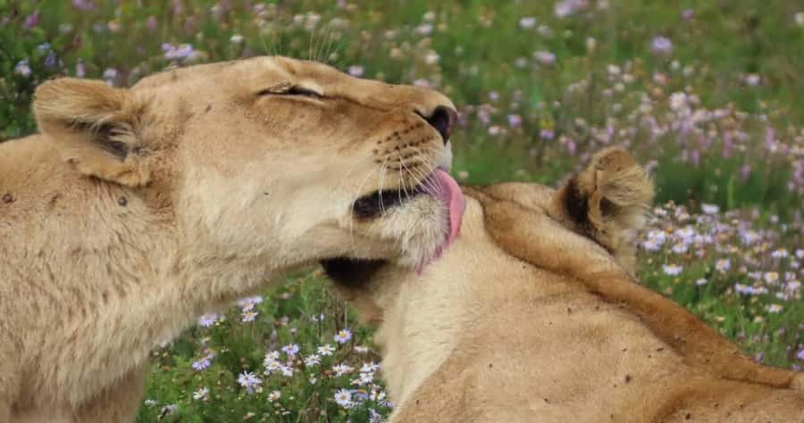 Sunrise Safari - through Addo Park to Schotia reserve - Schotia Game Reserve: what you gain by adding a private reserve