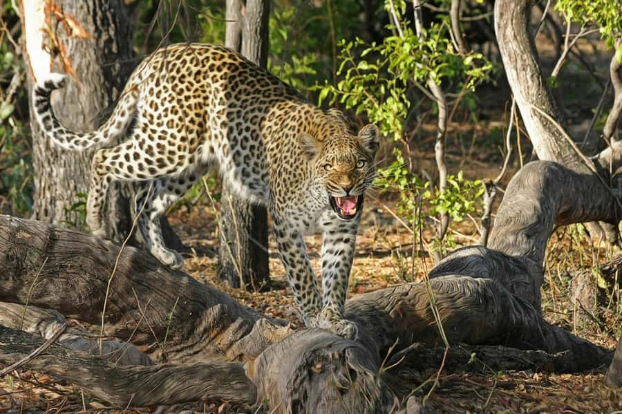 Sunset Safari at the big 5 Game Reserve All inclusive - Quick Hits (What Matters Most)