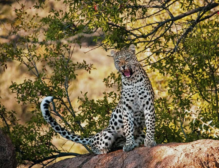 Sunset Safari at the big 5 Game Reserve All inclusive - A Sunset Safari in a Big 5 Private Reserve, Timed for Golden Hour