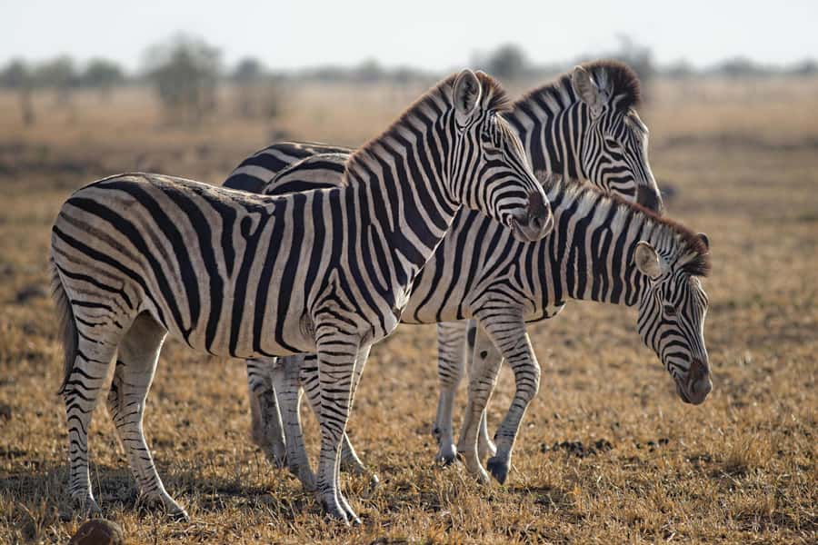 Sunset Safari at the big 5 Game Reserve All inclusive - The Big Five, Plus the Rest of the Savanna Cast