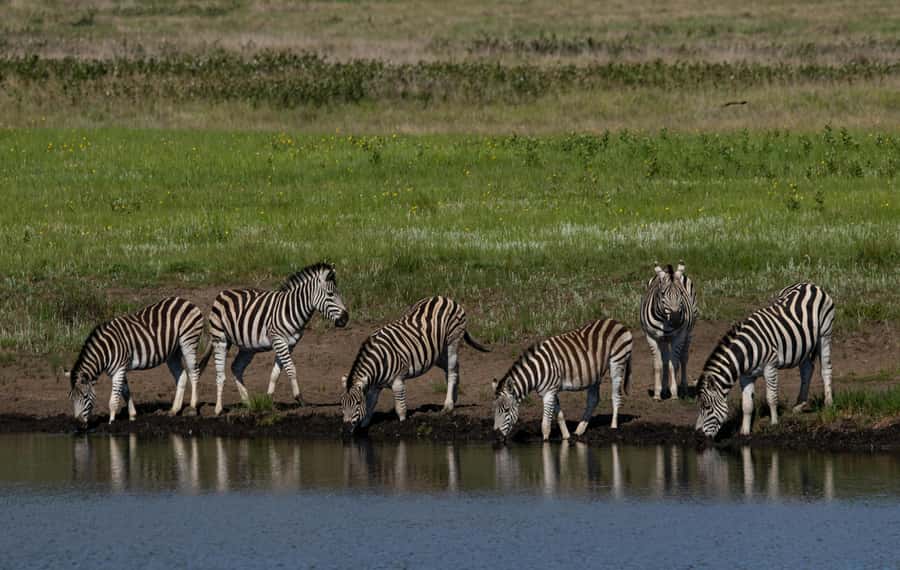 Sunset Safari at the big 5 Game Reserve All inclusive - Golden-Hour Photos and Dusk Vibes You Can Actually Enjoy