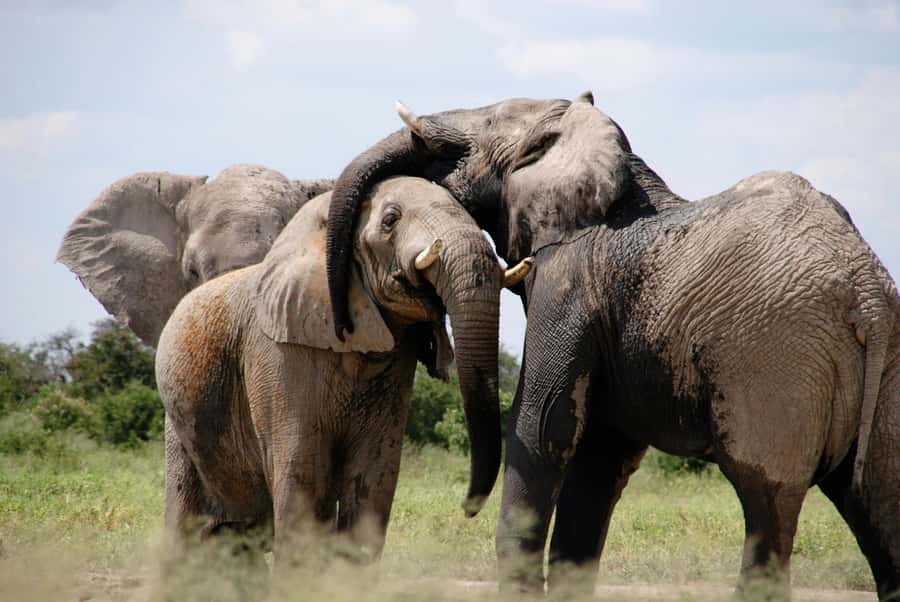Sunset Safari at the big 5 Game Reserve All inclusive - Snacks, Water, and the Drinks Policy That Can Surprise You