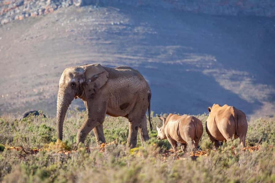 Sunset Safari at the big 5 Game Reserve All inclusive - Logistics on Arrival: How to Reduce the Queue Stress
