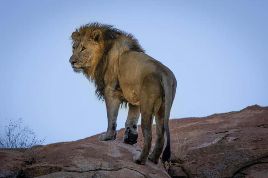 sunset safari big 5 Game reserve Group Tour - Cape Town culture stops: Bo-Kaap plus city-centre momentum