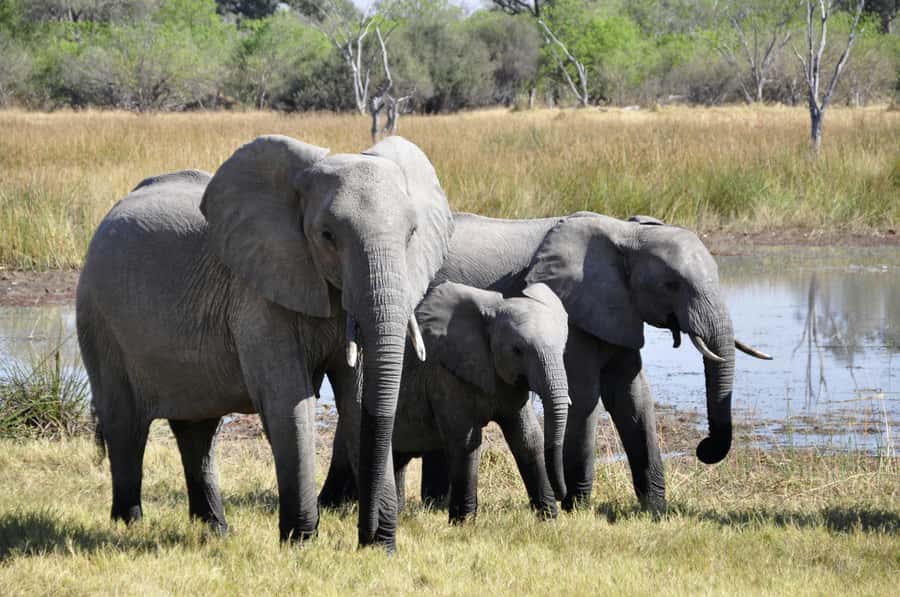 sunset safari big 5 Game reserve Group Tour - Inside Aquila: how the 2-hour sunset game drive plays out