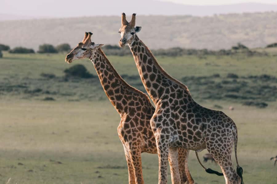 sunset safari big 5 Game reserve Group Tour - Price and value: is $224 fair for this 8-hour setup?