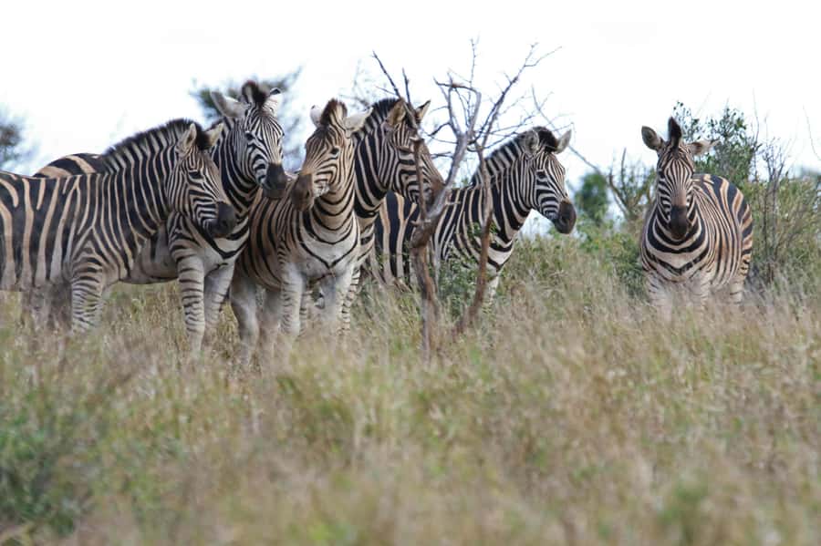 sunset safari big 5 Game reserve Group Tour - Who should book this safari, and who should rethink it