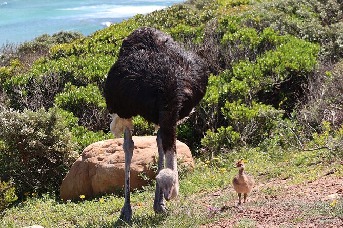 Supersaver: Cape of Good Hope and Cape Point Day Tour from Cape Town - Getting Picked Up: Start Time, Minivan Comfort, and Group Size