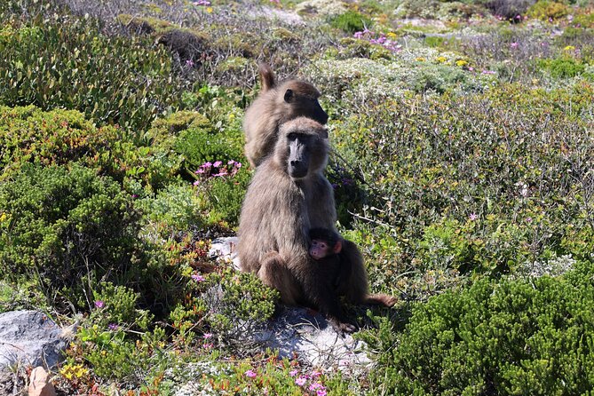 Supersaver: Cape of Good Hope and Cape Point Day Tour from Cape Town - Cape of Good Hope: Lighthouse Walk or Funicular to Two-Ocean Views