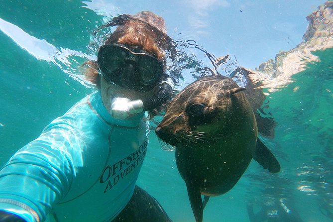 Swim with Seals - Quick Hits on This Seal Snorkel