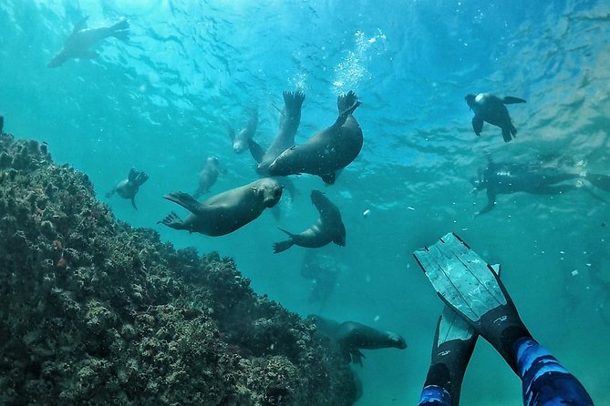 Swim with Seals - Robberg and Plettenberg Bay, Why This Feels Like a Once-in-Wild-Place Trip