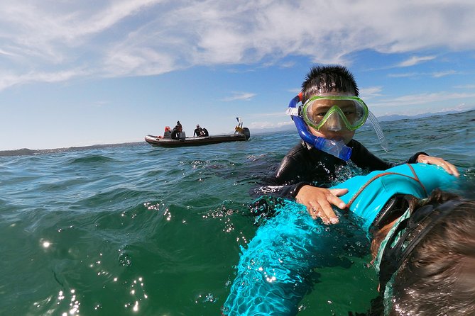 Swim with Seals - The Robberg Marine Protected Area Seal Time, What You’ll Actually See