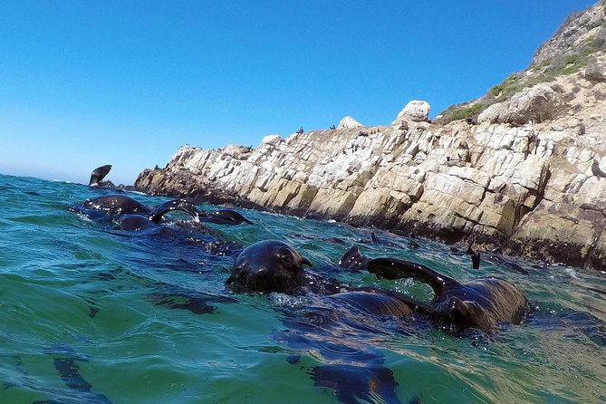 Swim with Seals - Safety, Comfort, and the Realities of Wild Seals