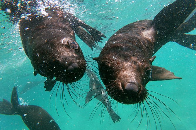 Swim with Seals - Price and Value: Is $51.47 a Good Deal?
