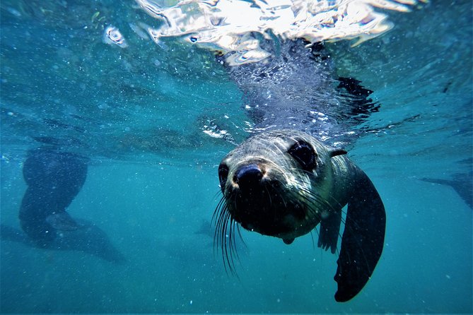 Swim with Seals - Who Should Book This Seal Swim (and Who Might Prefer Something Else)