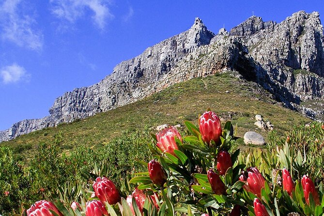 Table Mountain and Cape Town City Half-Day Trip - Table Mountain cable car timing: plan for queues and weather