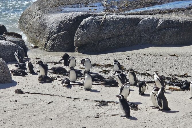 Table Mountain Boulder's Beach and Cape Point - Boulders Beach Penguin Colony: The Boardwalk Moment