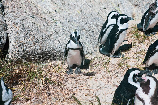 Table Mountain, Cape of good hope Full Day Shared Group Tour - A 7:00 am day that strings together the Cape’s top hits