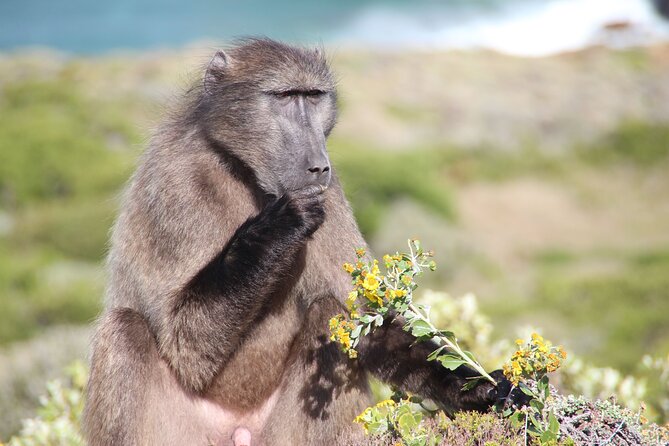 Table Mountain, Cape of good hope Full Day Shared Group Tour - Boulders Beach penguins and Simon’s Town: wildlife that steals the show