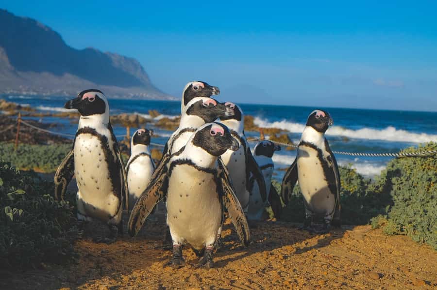 Table Mountain, Cape Of Good Hope, Penguins, Full Day Tour - Cape of Good Hope Nature Reserve: Dias cross and the meeting of currents