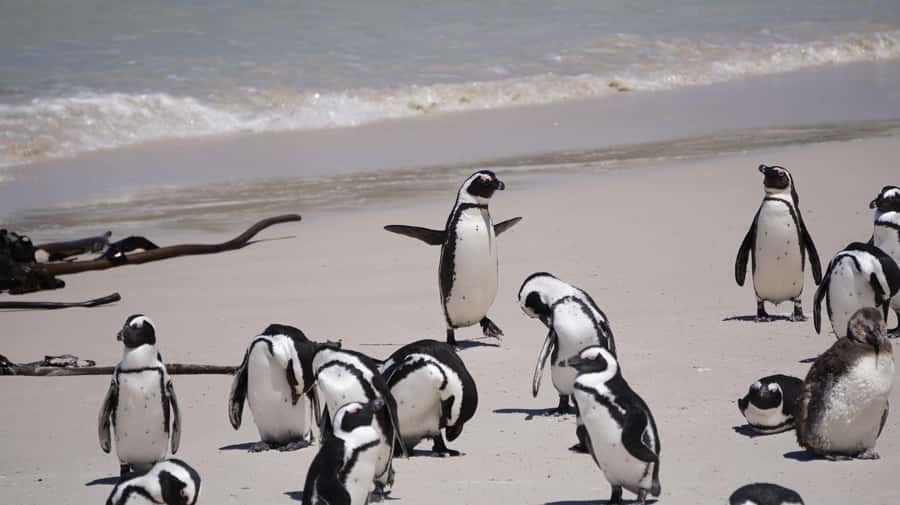 Table Mountain, Cape of Good Hope & Penguins Private Tour - Cape of Good Hope and Cape Point: big cliffs and wildlife viewing time