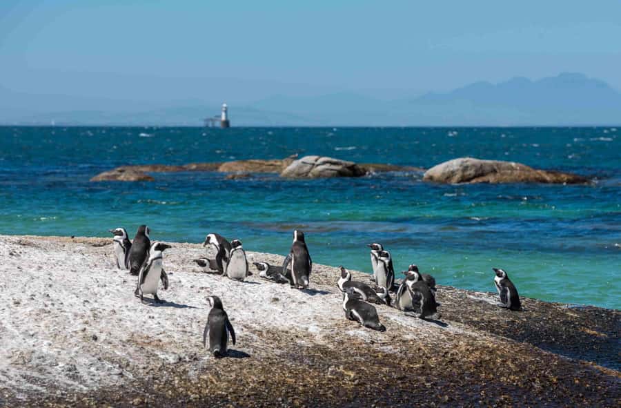 Table Mountain, Cape of Good Hope & Penguins Private Tour - The guide experience: why private tours feel smoother than hopping lines