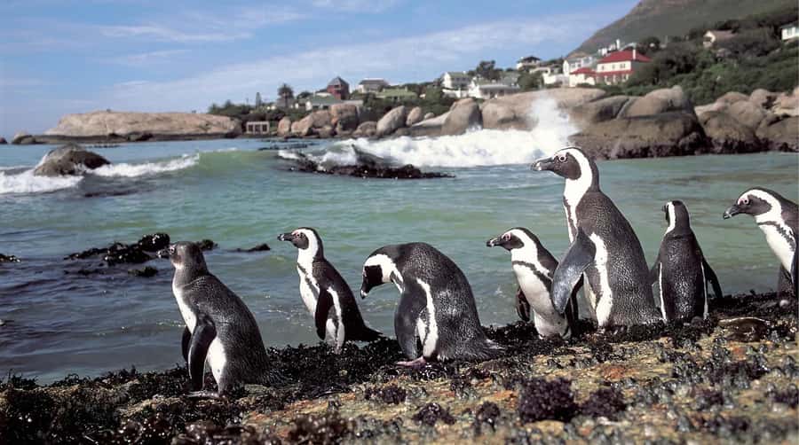 Table Mountain, Cape of Good Hope & Penguins Shared Tour - Boulders Beach for African Penguins: Best Watching From the Boardwalk