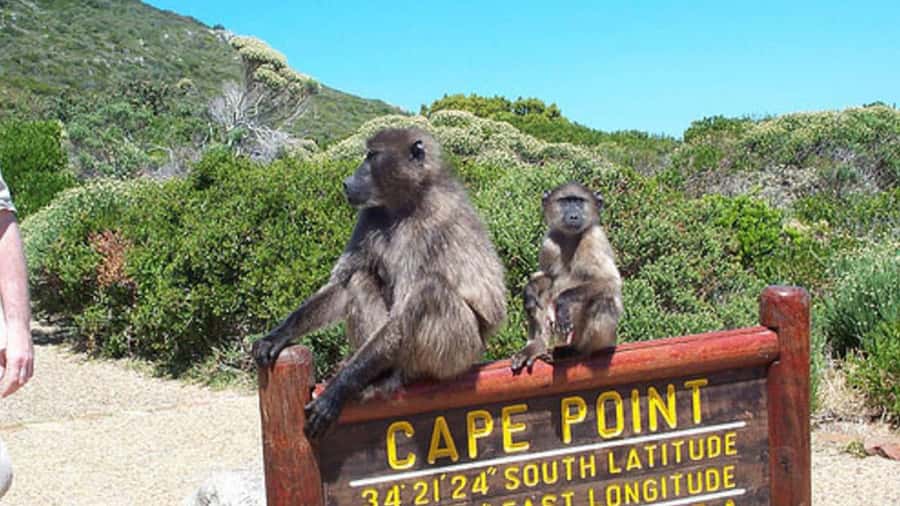 Table Mountain, Cape of Good Hope & Penguins Shared Tour - Chapmans Peak Drive: A Coastal Road Trip That Actually Delivers
