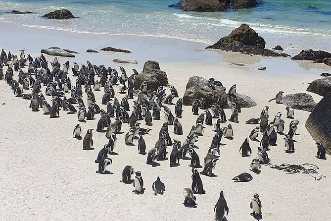 Table Mountain, Cape Point & Penguin Beach ENTRANCE INCLUDED - Cape of Good Hope: where the oceans meet