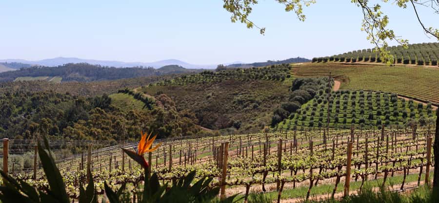 Table Mountain & Constantia Wine Estate Private Combo Tour - Groot Constantia Wine Estate: The Oldest Farm Stop, Plus Chocolate