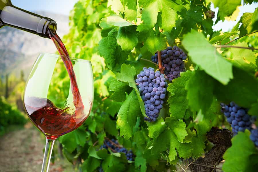 Table Mountain & Constantia Wine Estate Private Combo Tour - Guide Quality: The Difference Between a Good Day and a Great One