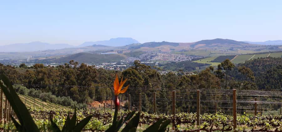 Table Mountain & Constantia Wine Estate Private Combo Tour - Best Fit: Who This Tour Suits Perfectly