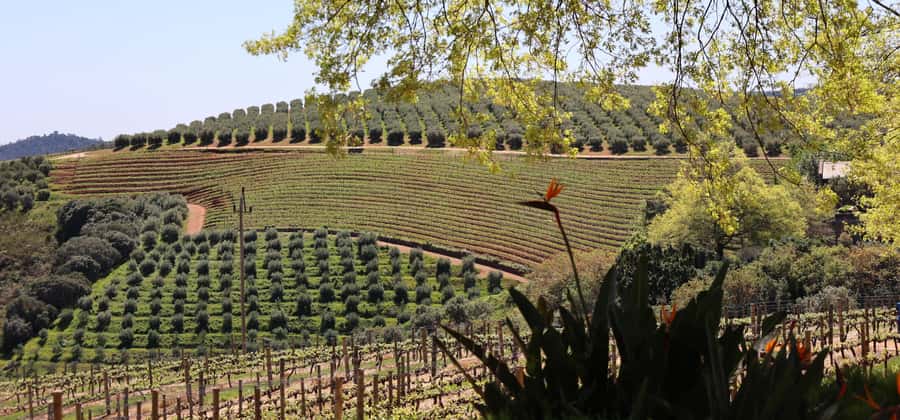 Table Mountain & Constantia Wine Estate Private Combo Tour - The Constantia Route Starts With Scenery, Not Just Sipping