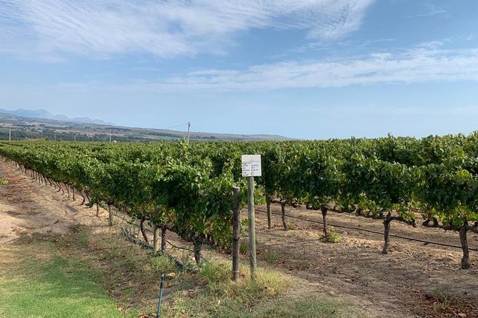 Table Mountain & Constantia Wine Tasting Full Day Tour. - Groot Constantia: the oldest wine estate feeling