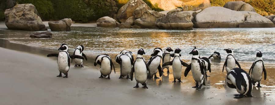Table Mountain, Penguins & Cape of good hope full day Tour - How hotel pickup and drop-off affects your whole day