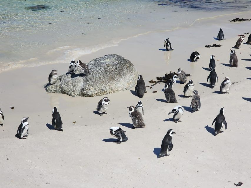 Table Mountain, Penguins & Cape of Good Hope Private Tour - Muizenberg return photo stop, then back to Cape Town